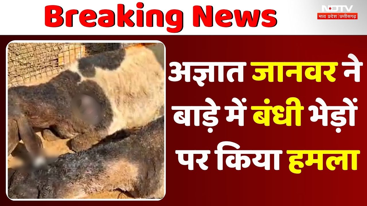 अज्ञात जानवर का हमला, भेड़ों की मौत, ग्रामीणों ने की मुआवजे की मांग