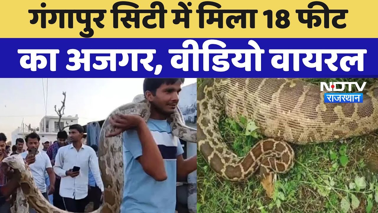 गंगापुर स‍िटी में मिला 18 फीट  का अजगर, वीडियो वायरल