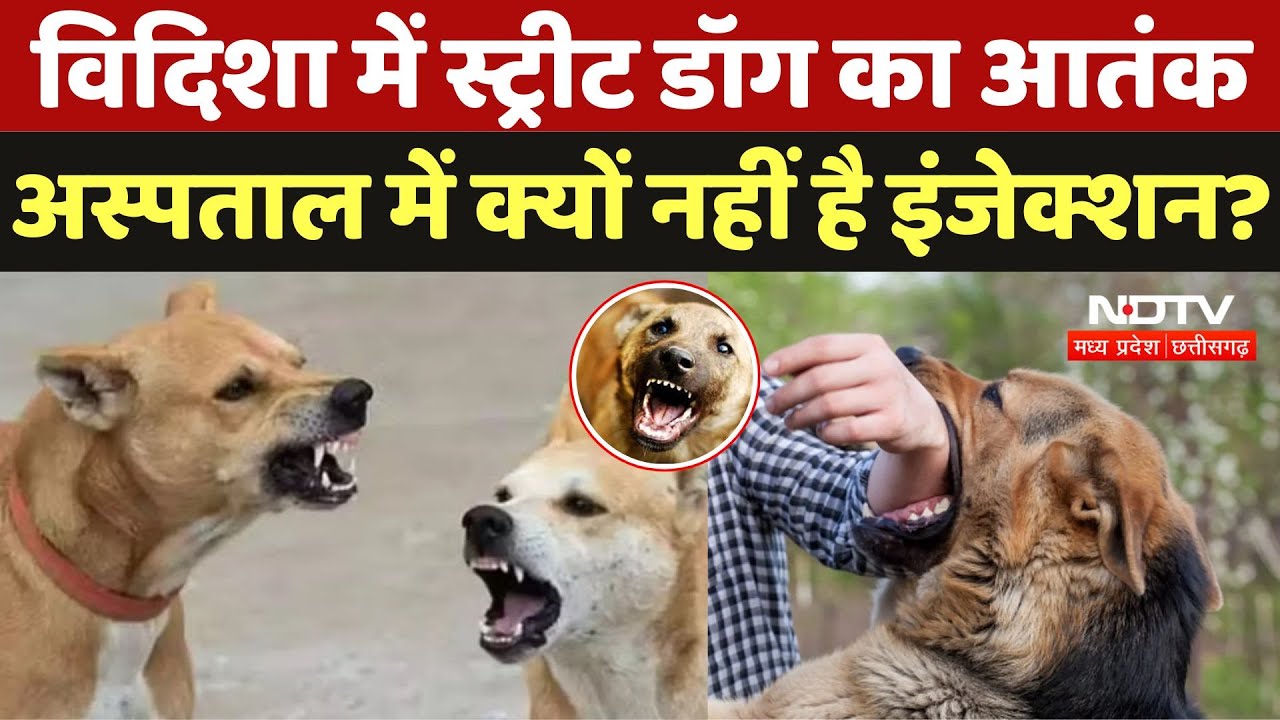 Vidisha में Street Dog का आतंक, फिर भी Hospital में क्यों नहीं है Anti Rabies Vaccine? |