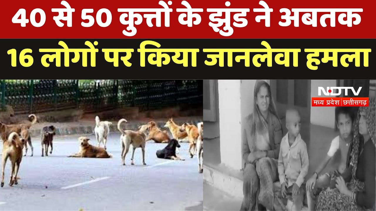 Dog Bite Case in Tikamgarh: 40 से 50 कुत्तों के झुंड ने अबतक 16 लोगों पर किया जानलेवा हमला