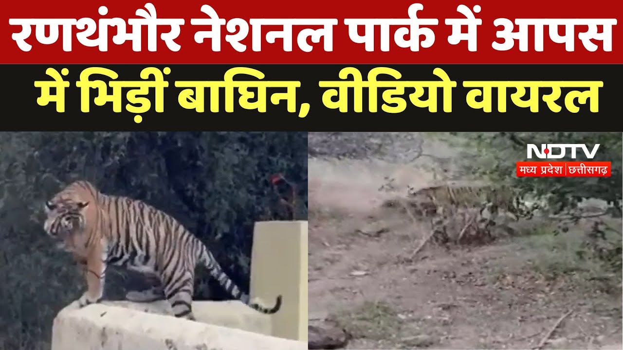 Ranthambore National Park में आपस में भिड़ीं बाघिन, Video Viral