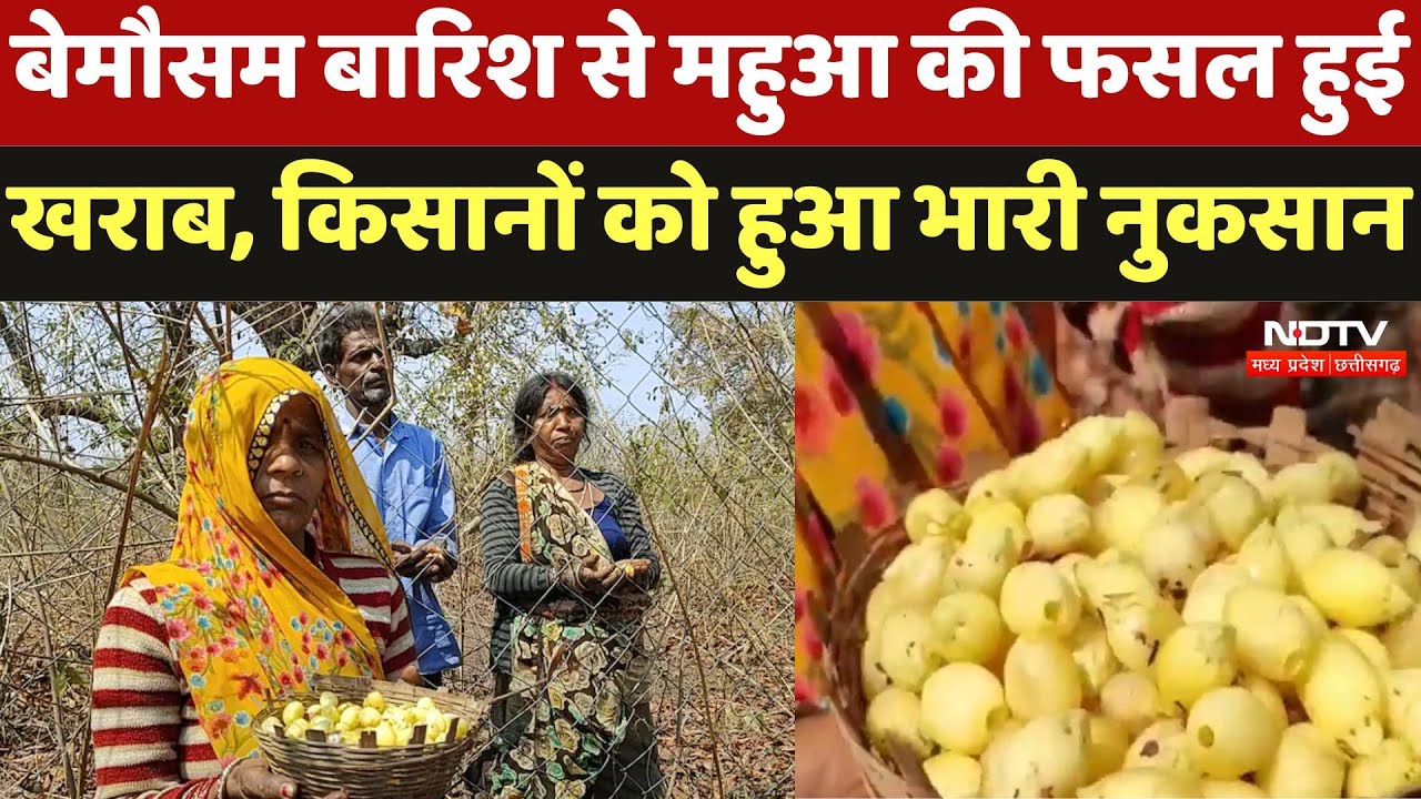 Katni News : बेमौसम बारिश से Mahuaकी फसल हुई खराब, किसानों को हुआ भारी नुकसान