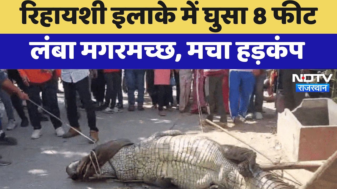 Kota News : रिहायशी इलाके में घुसा 8 Feet Long Crocodile, मचा हड़कंप Kota News : रिहायशी इलाके में घुसा 8 Feet Long Crocodile, मचा हड़कंप