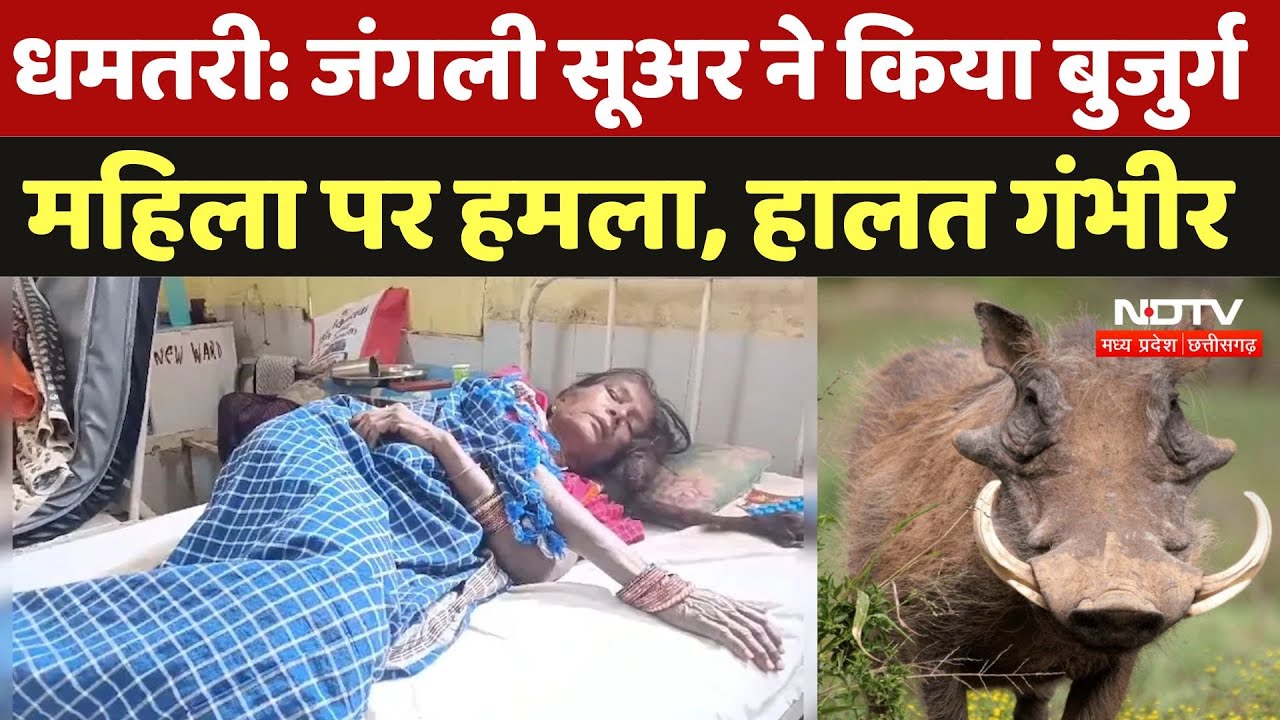 Dhamtari News: जंगली सूअर का हमला, बुजुर्ग महिला की पीठ और चेहरे पर आई गंभीर चोटें | Animal Attack
