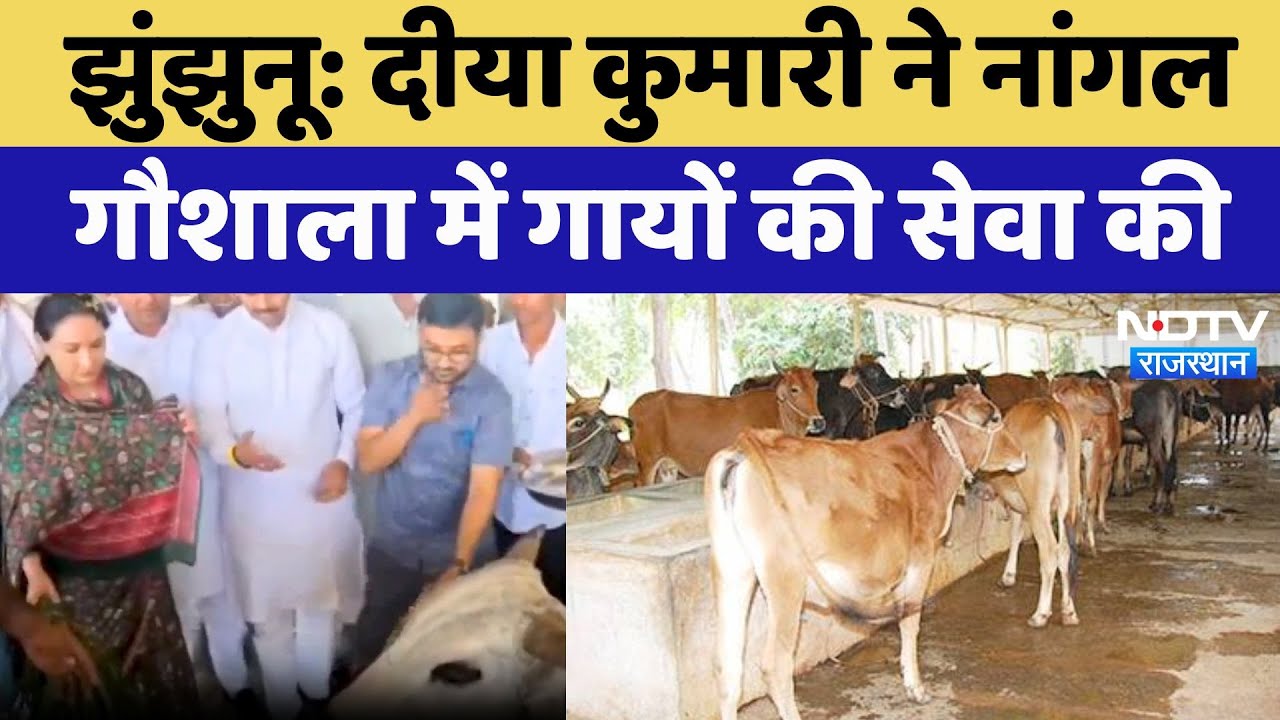 Jhunjhunu News: Deputy CM Diya Kumari ने Nangal Gaushala में गायों की सेवा की | Latest News