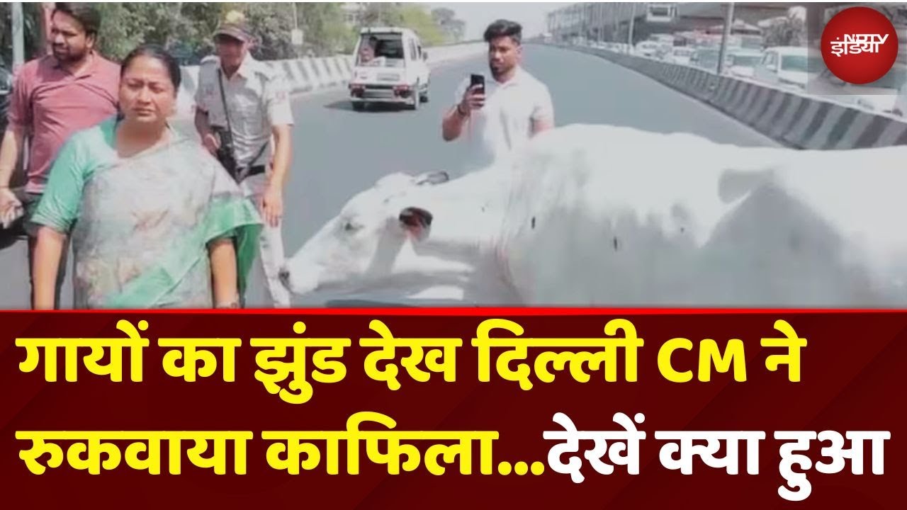 Delhi News: हाइवे पर गायों का झुंड देख CM Rekha Gupta ने रुकवाया अपना काफिला, देखें फिर क्या हुआ