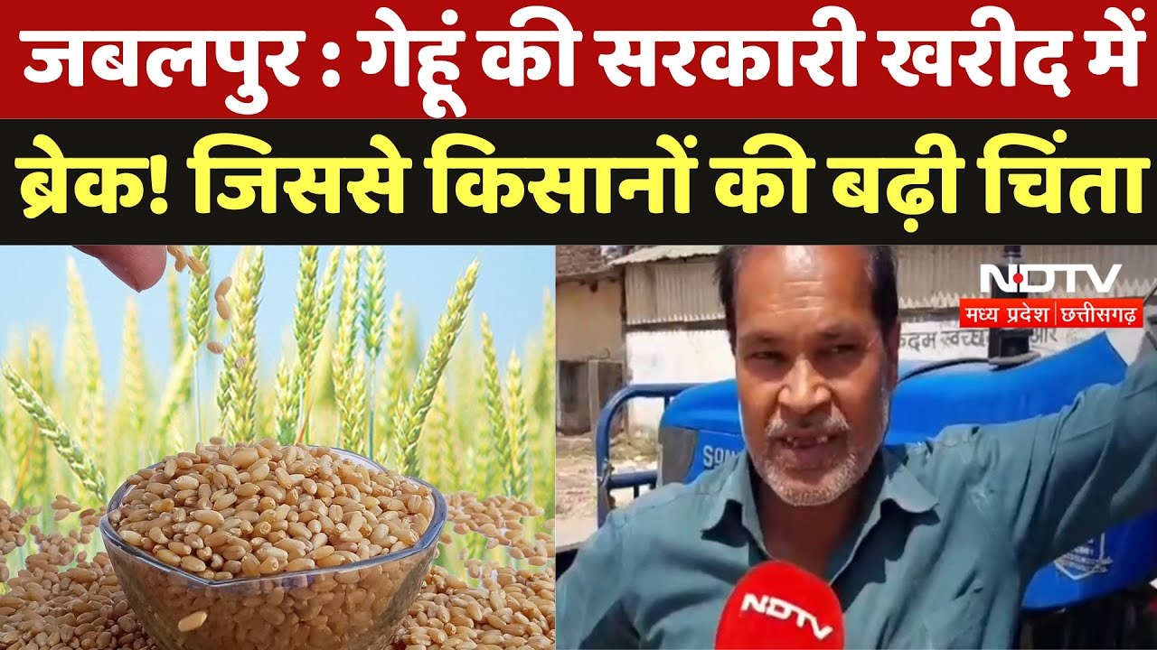 Jabalpur Gehu Kharidi 2025 : गेहूं की Public Procurement पर रोक! Farmers परेशान, कब मिलेगी राहत?