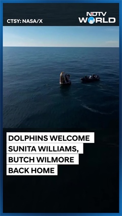Sunita Williams Return | Dolphins Welcome Sunita Williams, Butch Wilmore Back Home