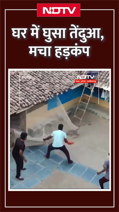 घर में तेंदुए के घुसने से हड़कंप | Leopard Terror Video | Chhattisgarh | Viral Video | SHORTS घर में तेंदुए के घुसने से हड़कंप | Leopard Terror Video | Chhattisgarh | Viral Video | SHORTS