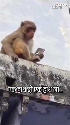 Vrindavan: बंदर की चालाकी से हैरान लोग, फोन के बदले फ्रूटी लेकर सबको चौकाया | Viral Video | UP News