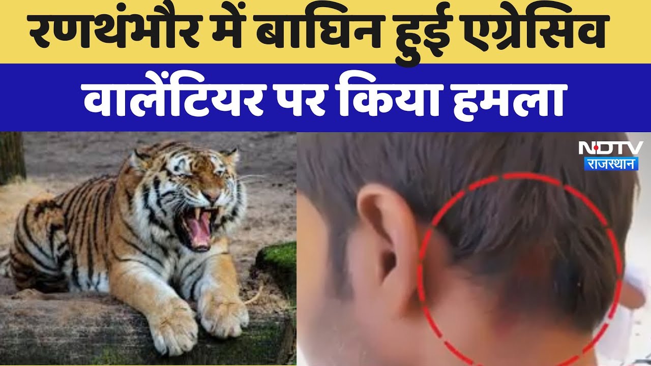 Ranthambore Tiger Reserve में बाघिन हुई Aggressive, Volunteer पर किया हमला, बाल बाल बची जान