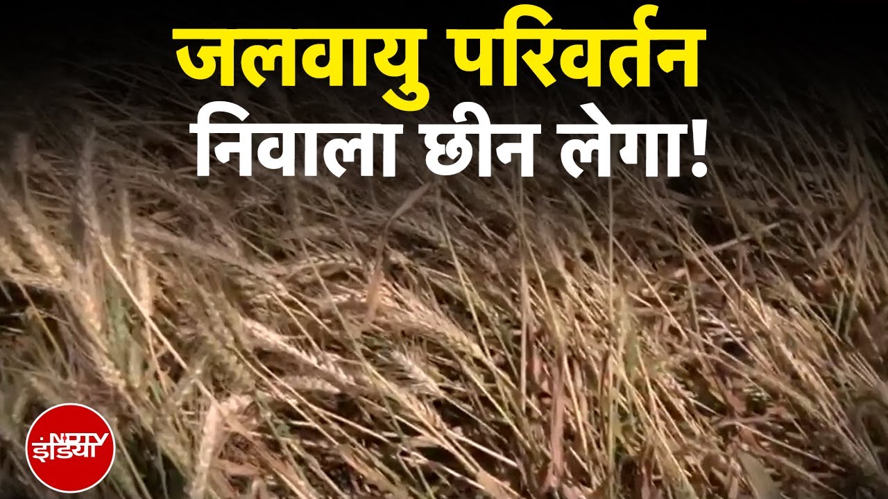 Climate Change: मौसम में तेजी से बदलाव अनाज का संकट खड़ा करेगा? देखिए NDTV की EXCLUSIVE रिपोर्ट Climate Change: मौसम में तेजी से बदलाव अनाज का संकट खड़ा करेगा? देखिए NDTV की EXCLUSIVE रिपोर्ट