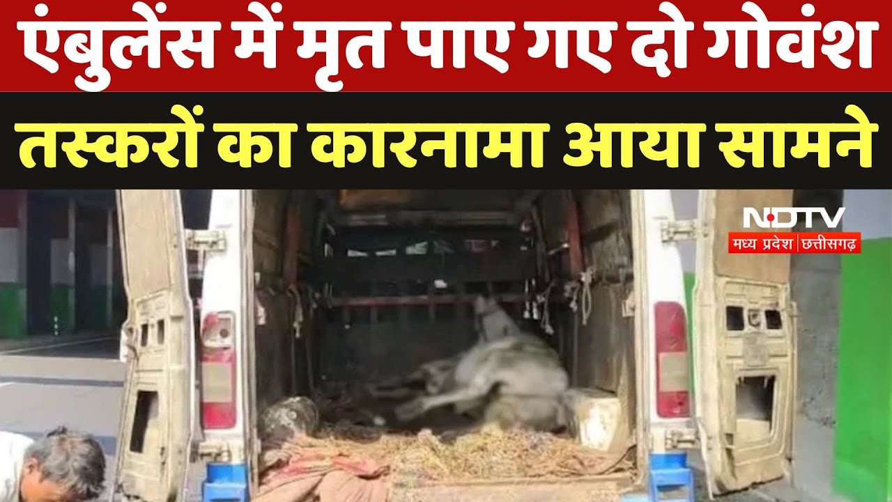 Dhar Smuggling News : Ambulance में मृत पाए गए दो गोवंश, तस्करों का कारनामा आया सामने