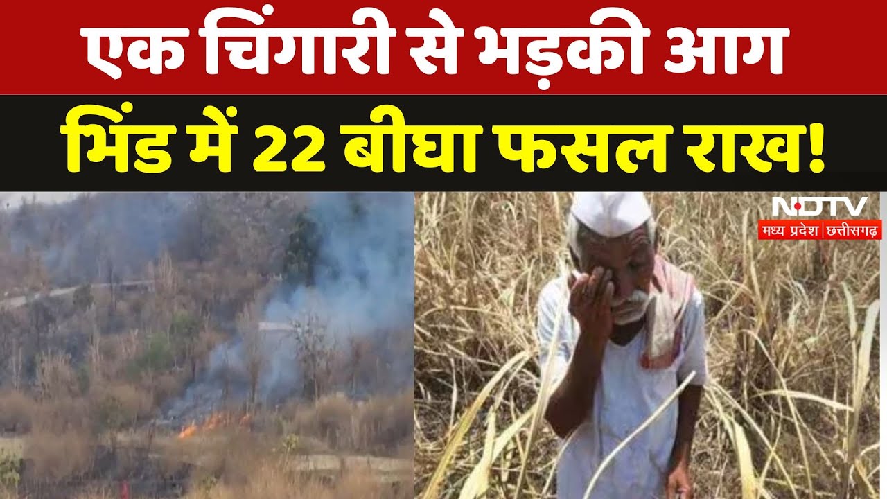 Bhind के एक खेत में Short Circuit से भीषण आग, 22 बीघा Wheat Crop को नुकसान | Madhya Pradesh News Bhind के एक खेत में Short Circuit से भीषण आग, 22 बीघा Wheat Crop को नुकसान | Madhya Pradesh News