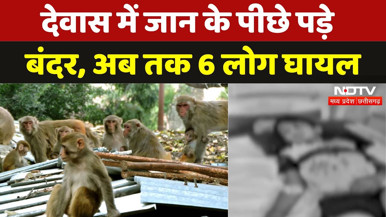 Madhya Pradesh के Dewas में बंदरों का आतंक,  हमले में 6 लोग घायल | Breaking | Monkey Terror | Viral