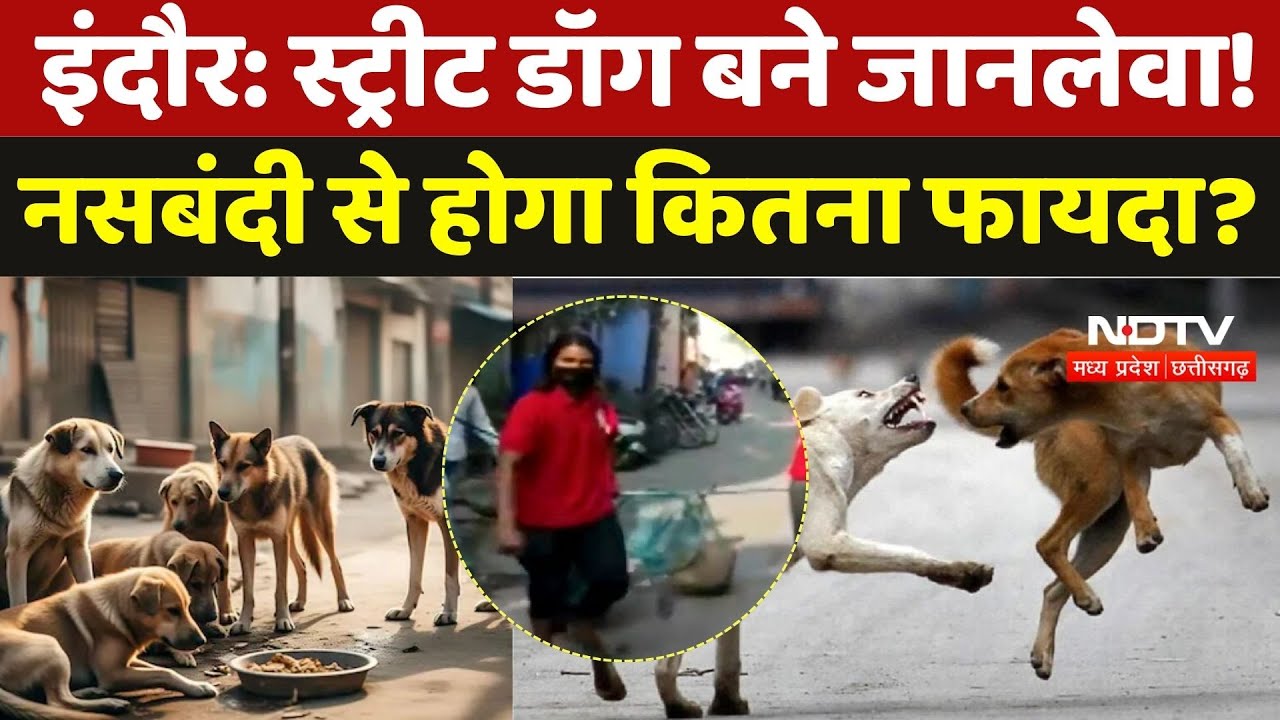 Indore Stray Dogs: स्ट्रीट डॉग बने जानलेवा! नसबंदी से होगा कितना फायदा? | Dog Bite Cases | MP News