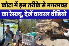 कोटा में इस तरीके से मगरमच्छ का रेस्क्यू, देखें वायरल वीडियो कोटा में इस तरीके से मगरमच्छ का रेस्क्यू, देखें वायरल वीडियो