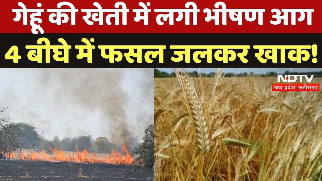 Shivpuri में गेहूं की खेती में लगी भीषण आग, 4 बीघे की फसल जलकर हुई राख | Latest | MP News