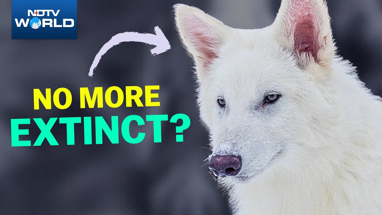 Scientists Revive Dire Wolves Using Ancient DNA And Modern Gene Editing