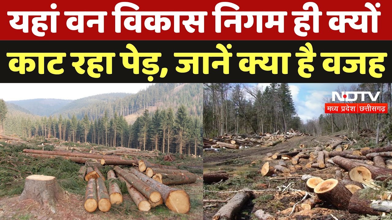 Deforestation in Chhattisgarh: यहां पर हजारों वृक्षों पर चली 'कुल्हाड़ी', क्या बोले गांव के लोग?