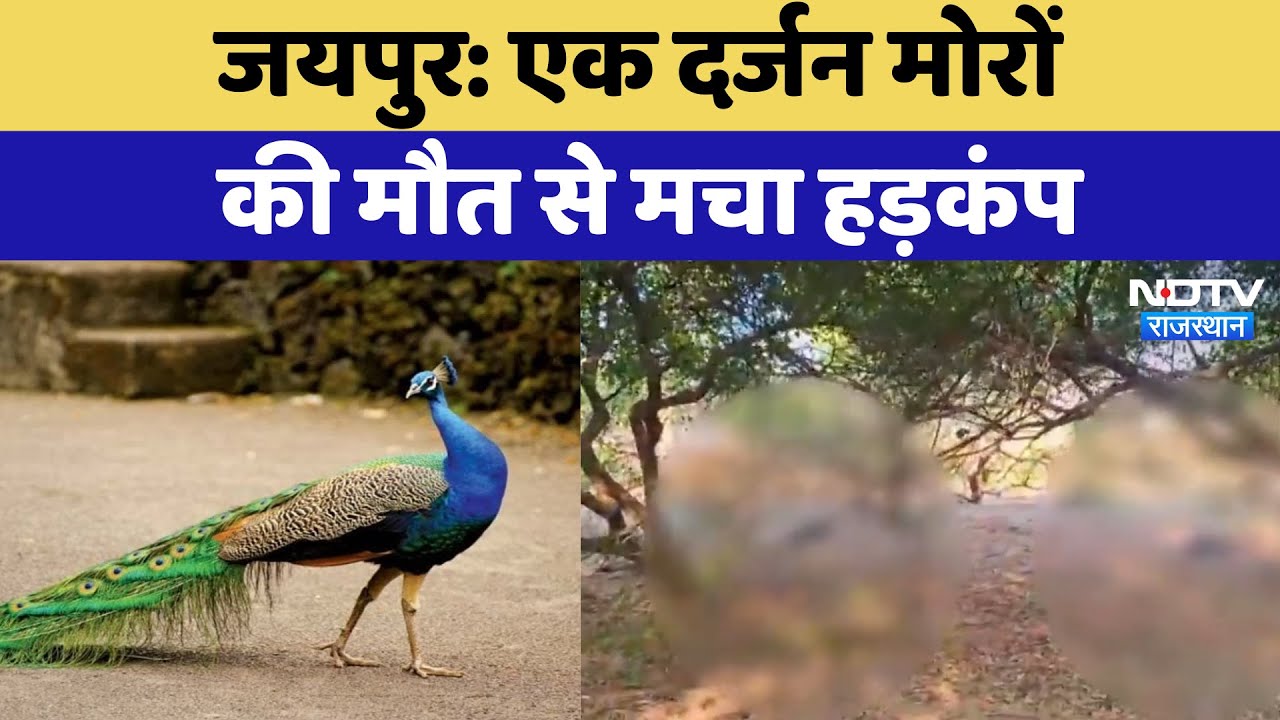 Jaipur News : एक दर्जन मोरों  की मौत से मचा हड़कंप | Peacock Deaths | Rajasthan News