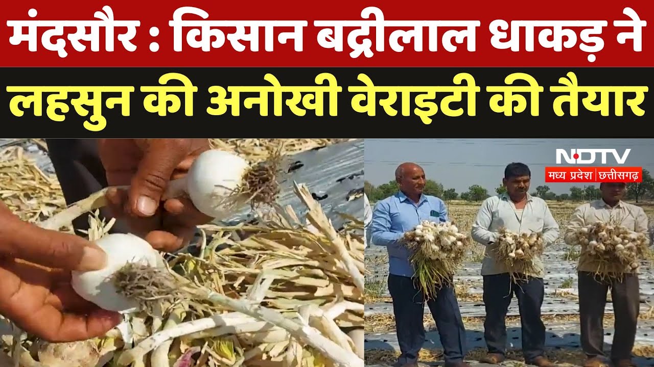 Mandsaur News : Farmer Badrilal Dhakad ने लहसुन की अनोखी Variety की तैयार