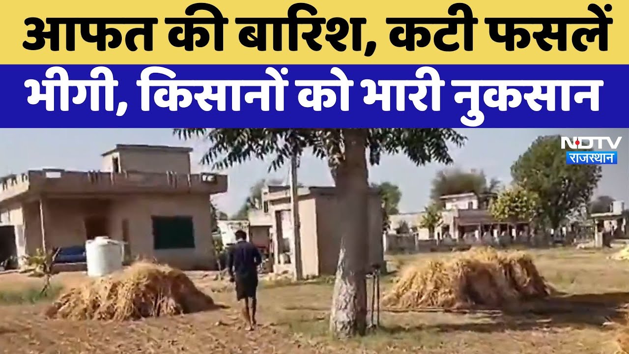 Rajasthan News: आफत की बारिश, कटी फसलें भीगी, किसानों को भारी नुकसान | Latest News | Viral videos