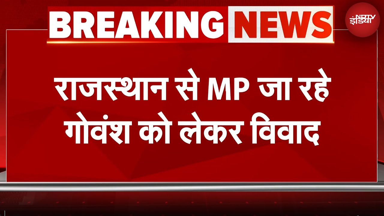 Rajasthan News: 52 ट्रकों में भरकर मध्य प्रदेश जा रहे गोवंश को बॉर्डर पर रोका