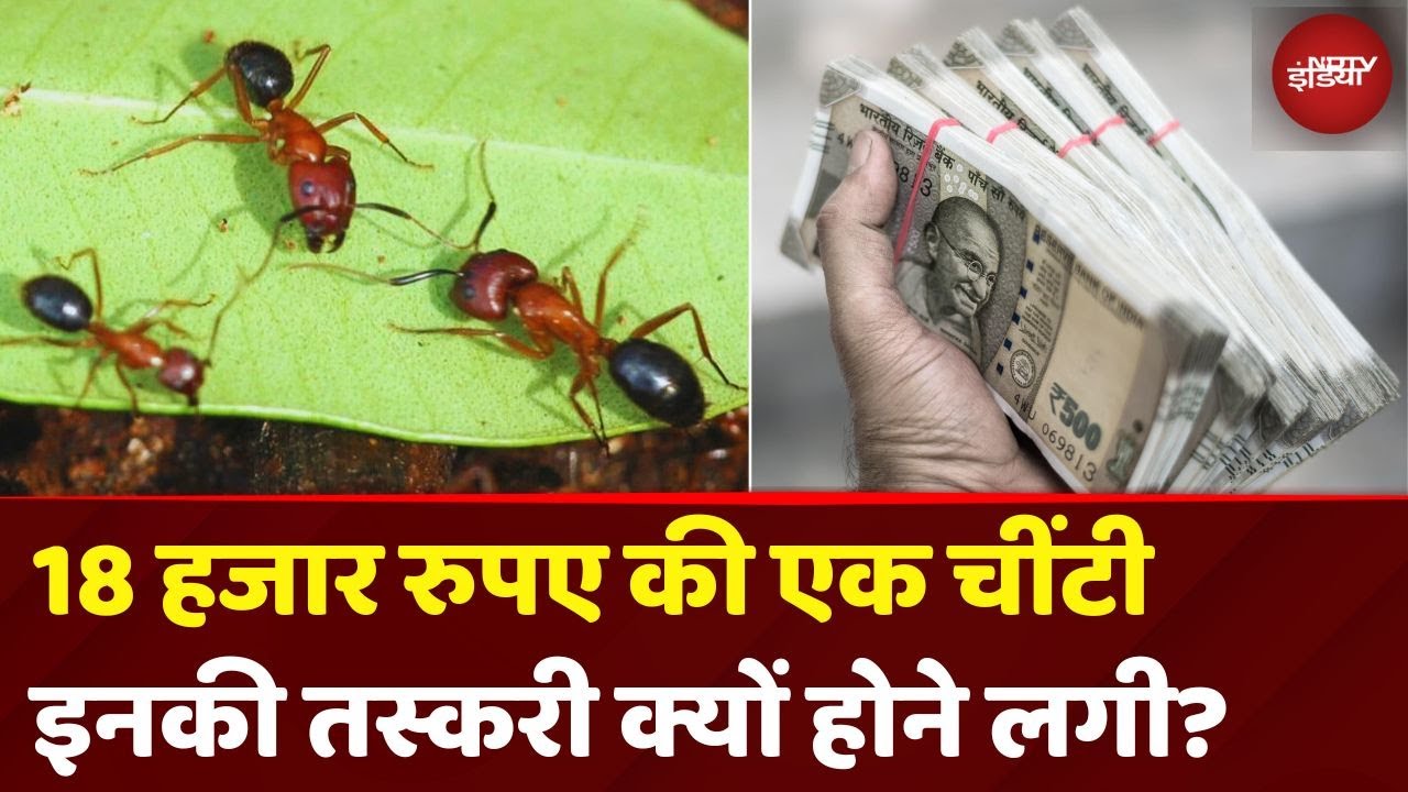 Ants Smuggling: दुनिया में चींटियों की सबसे बड़ी तस्करी, 18 हजार रु की बिकती है एक चींटी | Kenya