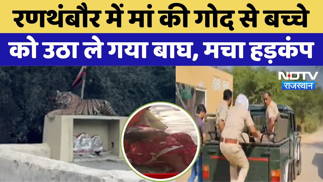 मां के साथ मौजूद छह साल के बच्चे को उठा ले गया बाघ, मचा हड़कंप