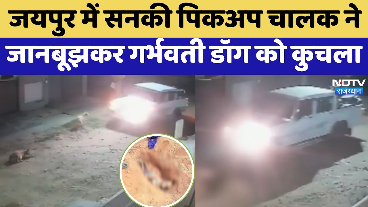 Jaipur में सनकी Pickup Driver ने जानबूझकर Pregnant Dog को कुचला, Video Viral