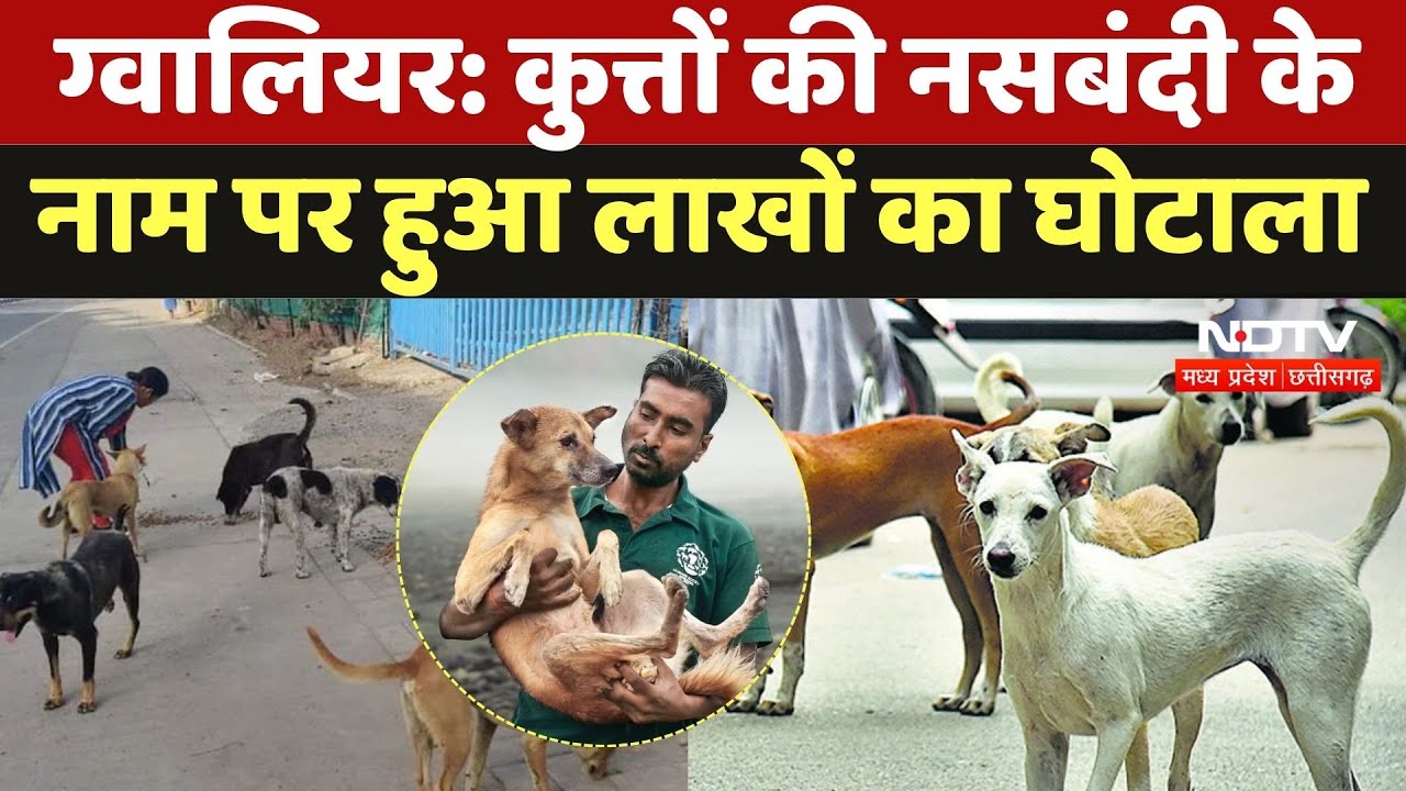 Dog Sterilization In Gwalior: कुत्तों की नसबंदी के नाम पर हुआ लाखों का घोटाला, इसके पीछे कौन?