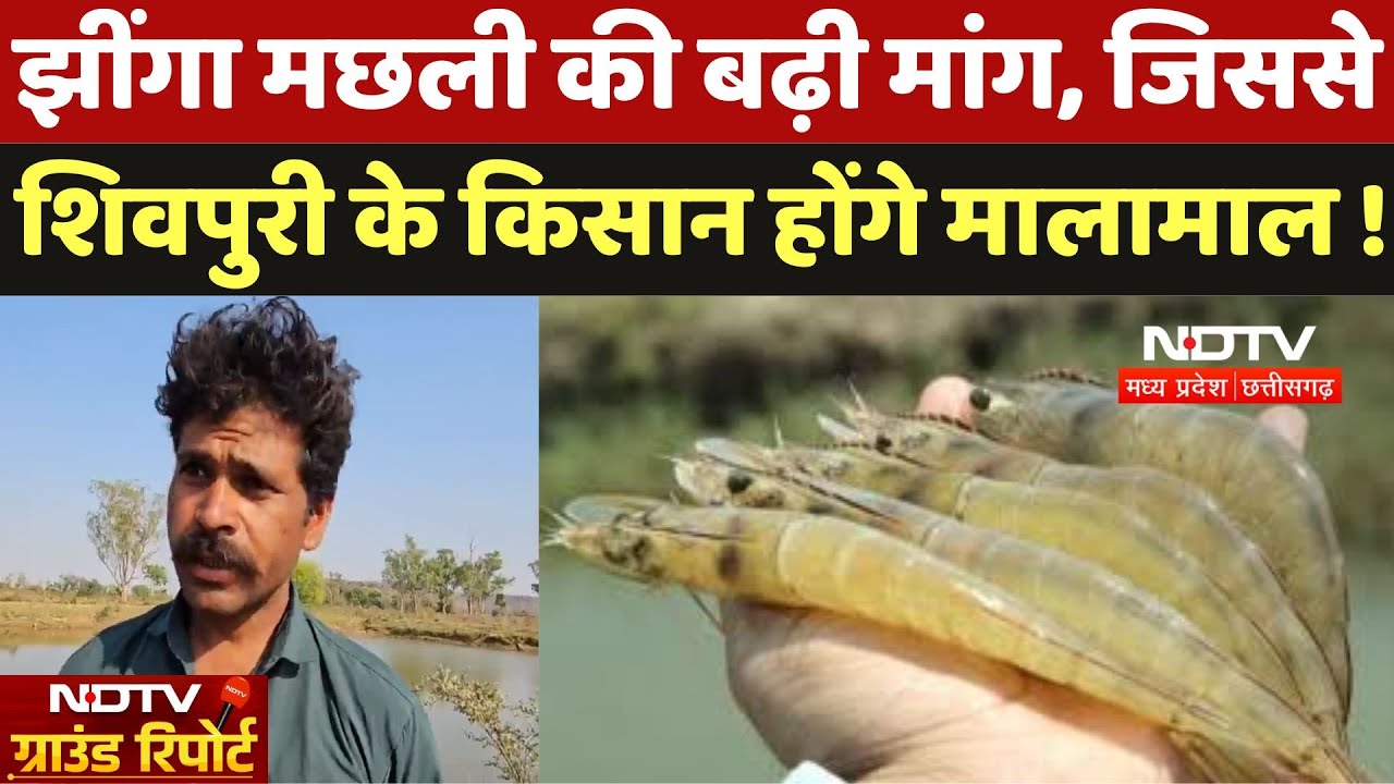 Jhinga Farming : झींगा मछली की बढ़ी मांग, जिससे Shivpuri के किसान होंगे मालामाल !