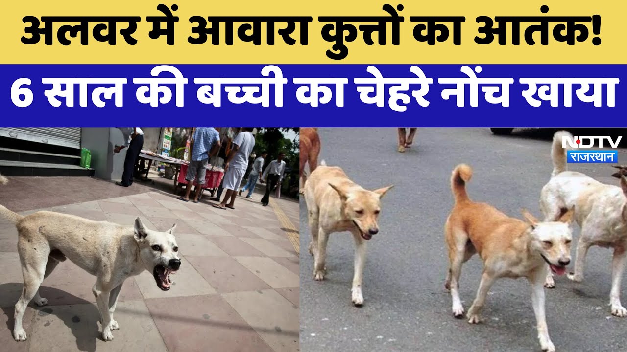 Alwar Dog Attack: अलवर में आवारा कुत्तों का आतंक, 6 साल की बच्ची का चेहरे नोंच खाया | Latest News