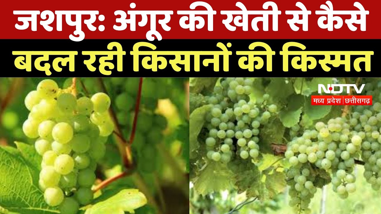 Jaspur Grapes Farming : अंगूर की खेती से कैसे बदल रही Farmers की किस्मत