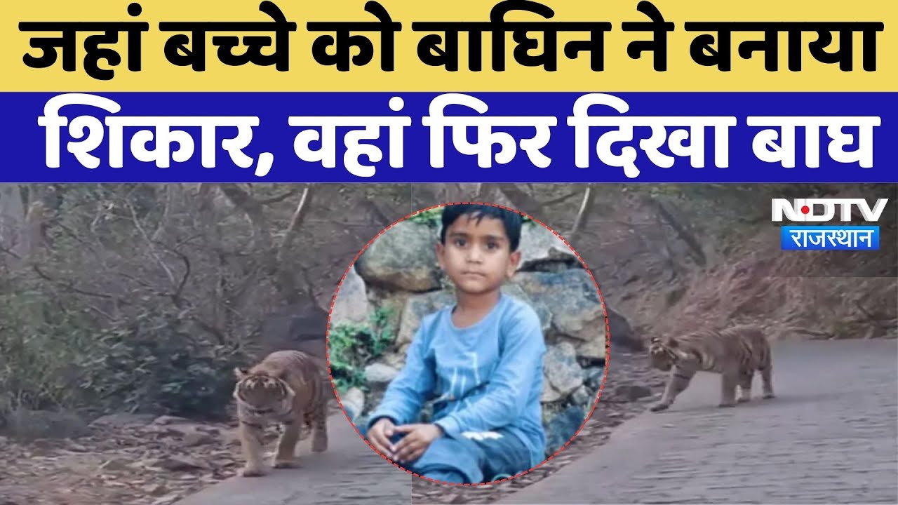 Tiger Attack in Ranthambore: रणथंभौर में त्रिनेत्र मंदिर के पास फिर से दिखा बाघ का मूवमेंट | Viral
