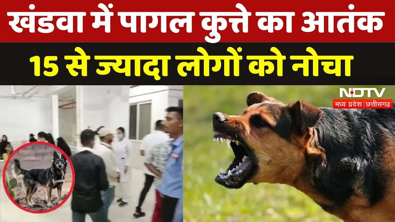 Dog Bite Case In Khandwa: पागल कुत्ते ने 15 से ज्यादा लोगों को काटा, मची अफरा-तफरी | Madhya Pradesh