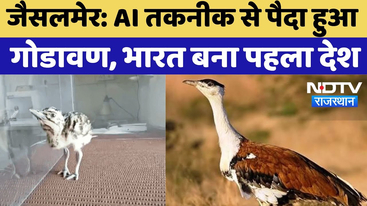 Jaisalmer News: AI तकनीक से पैदा हुआ गोडावण का बच्चा, ऐसा करने वाला India बना पहला देश | Latest News