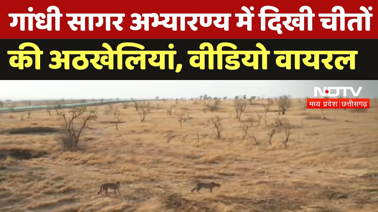 Mandsaur News : Gandhi Sagar Sanctuary में दिखी चीतों की अठखेलियां, Video Viral