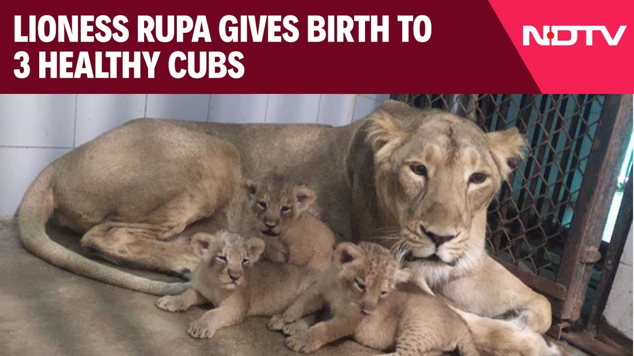Lioness Rupa Gives Birth To Four Cubs At Etawah Safari Park, Raising Lion Count To 22