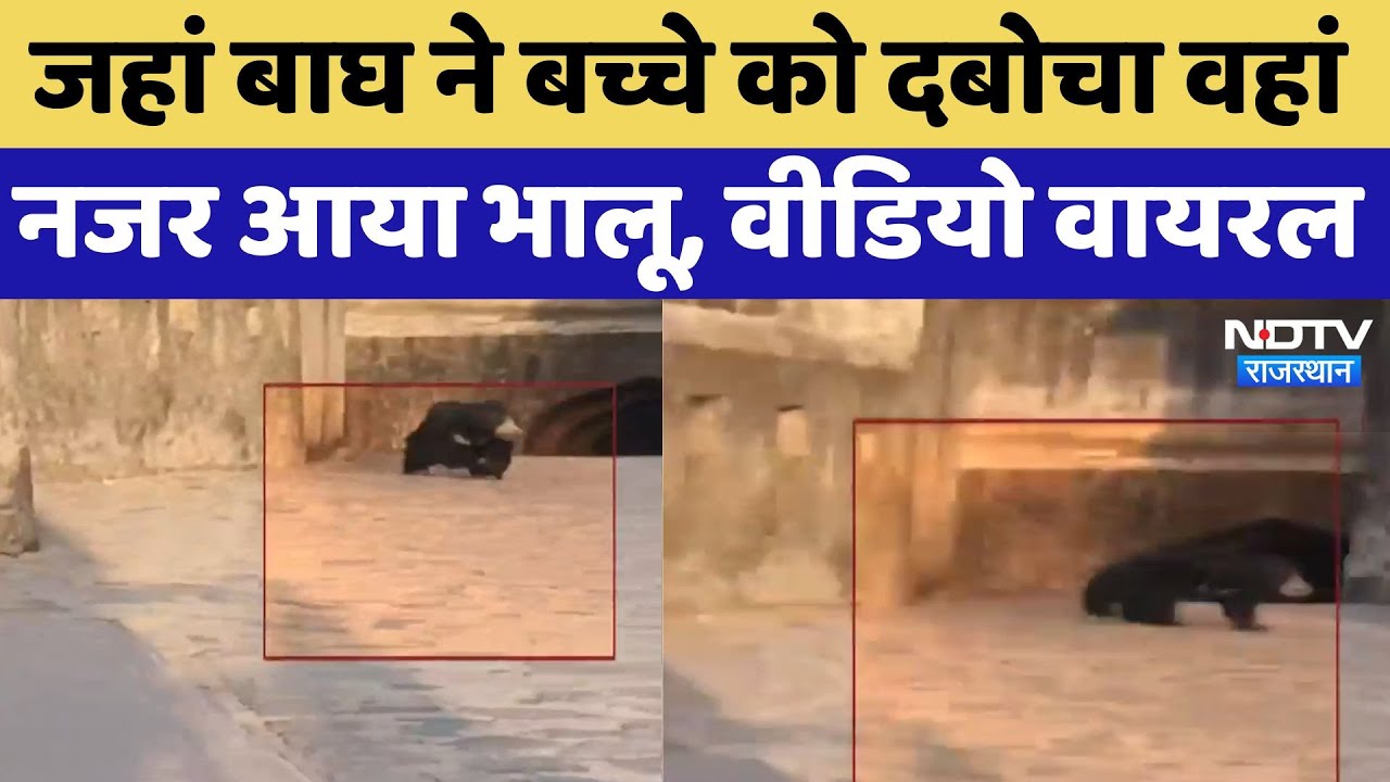 जहां बाघ ने बच्चे को दबोचा वहां नजर आया भालू, वीडियो वायरल जहां बाघ ने बच्चे को दबोचा वहां नजर आया भालू, वीडियो वायरल