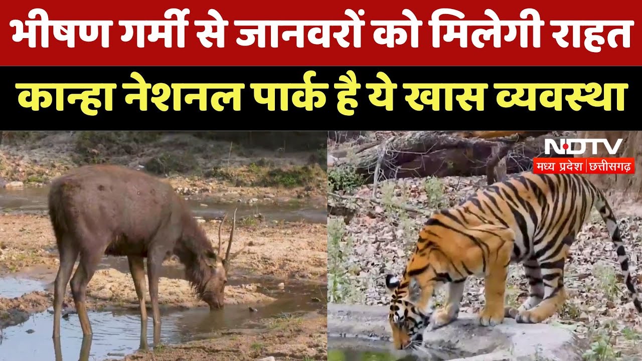 Kanha National Park: भीषण गर्मी से जानवरों को मिलेगी राहत, कान्हा नेशनल पार्क है ये खास व्यवस्था
