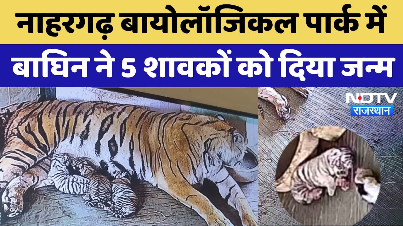 Nahargarh Biological Park में बाघिन ने 5 शावकों को दिया जन्म Nahargarh Biological Park में बाघिन ने 5 शावकों को दिया जन्म