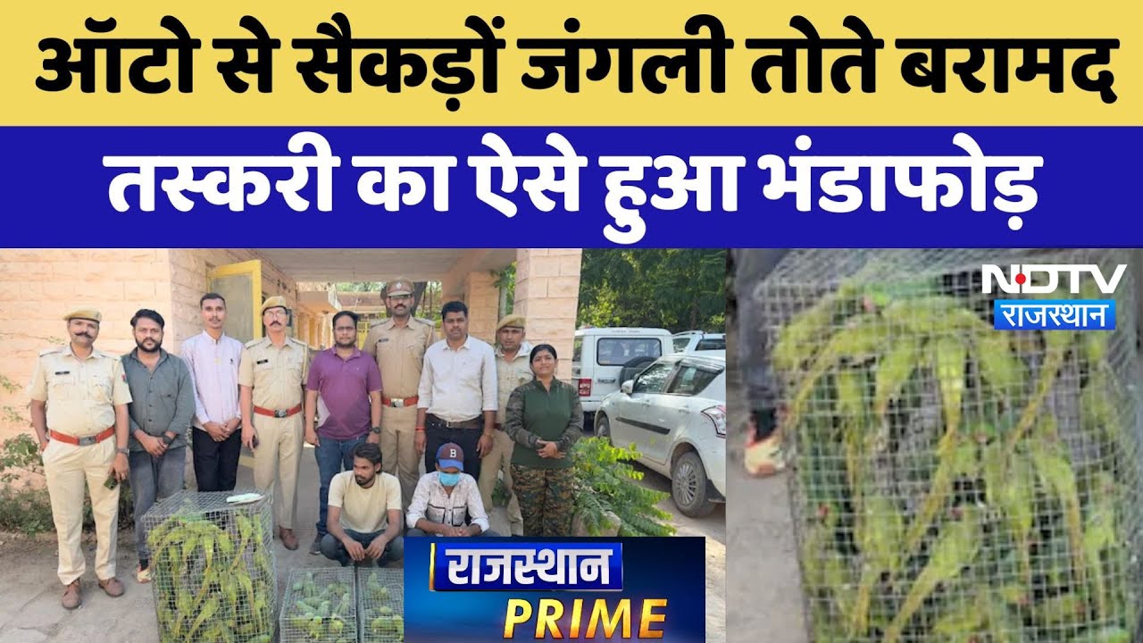 Jodhpur में ऑटो से सैकड़ों जंगली Parrots बरामद, तस्करी का ऐसे हुआ भंडाफोड़