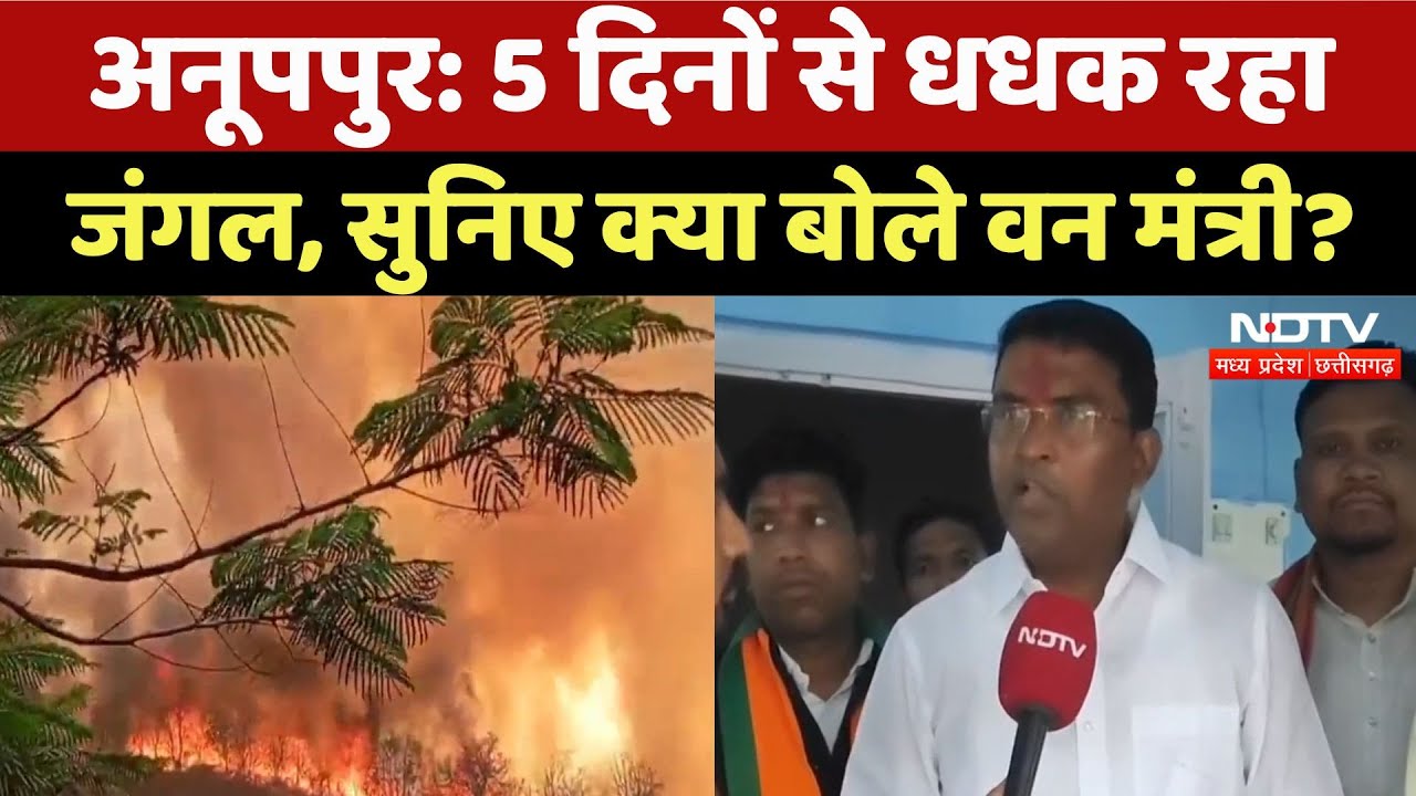 Anuppur Forest Fire: धधकते हुए जंगल को लेकर क्या बोले Forest and Environment Minister Dilip Ahirwar? Anuppur Forest Fire: धधकते हुए जंगल को लेकर क्या बोले Forest and Environment Minister Dilip Ahirwar?