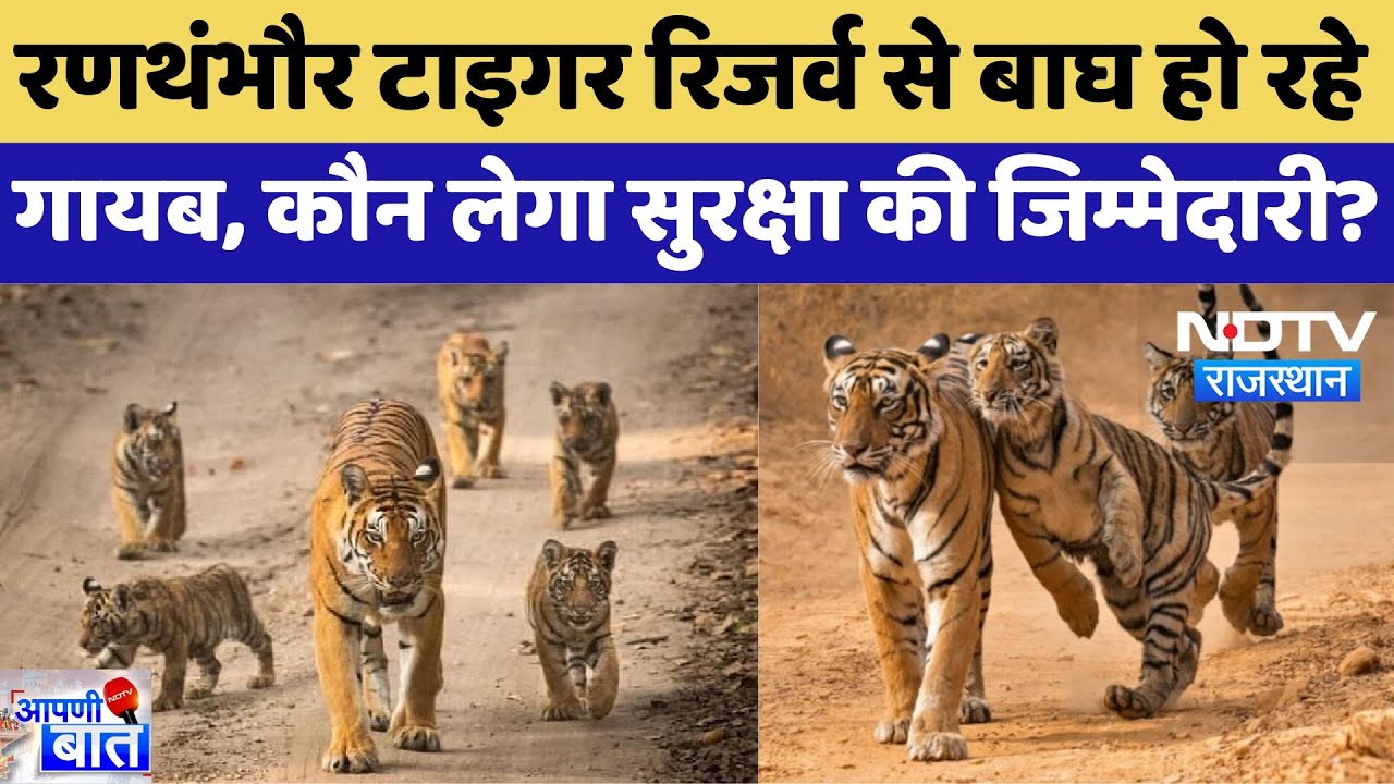 Tiger लापता है! रणथंभौर से कहां गायब हो गए बाघ? कौन लेगा सुरक्षा की जिम्मेदारी?। Tiger लापता है! रणथंभौर से कहां गायब हो गए बाघ? कौन लेगा सुरक्षा की जिम्मेदारी?।