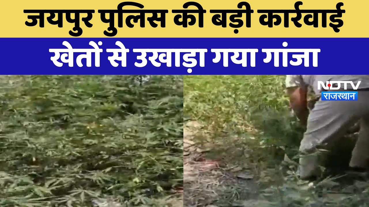 Operation Knockout: Jaipur Police की बड़ी कार्रवाई, गांजा के पौधे उखाड़े | Police Action | Rajasthan