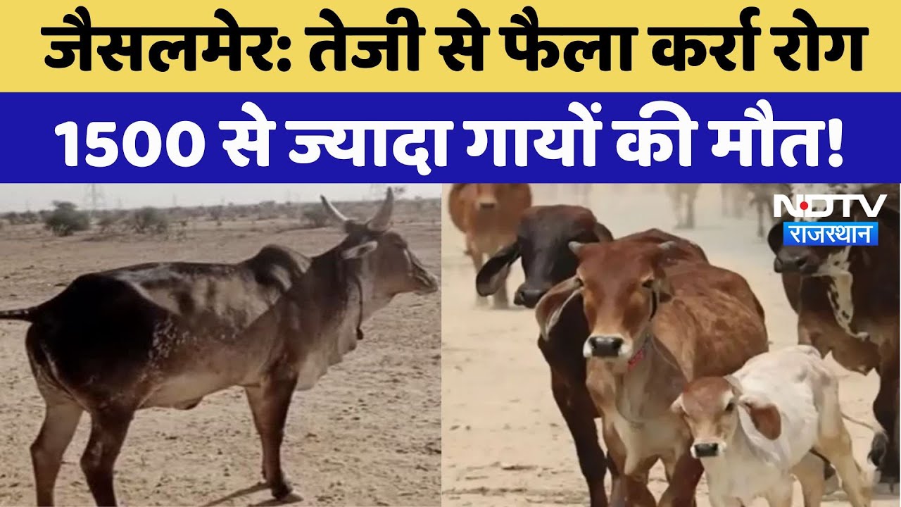Karra Disease in Rajasthan: दुधारु गायों पर कहर बरपा रहा है 'कर्रा रोग', जानें क्या है लक्षण? Karra Disease in Rajasthan: दुधारु गायों पर कहर बरपा रहा है 'कर्रा रोग', जानें क्या है लक्षण?