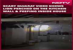 Viral Video: Lion In Gujarat House Gives Residents Shock Of Their Life Viral Video: Lion In Gujarat House Gives Residents Shock Of Their Life