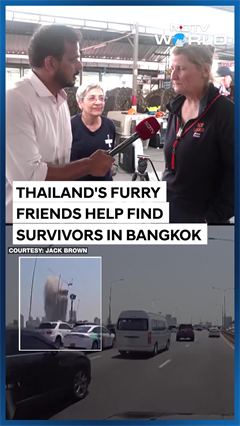 Bangkok Earthquake: Dogs Join Recue Operations As 300 Under People Stuck In Skyscraper Rubble